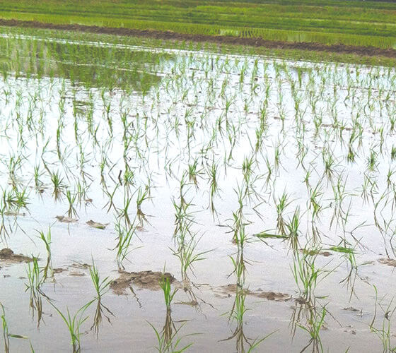5月 田植え