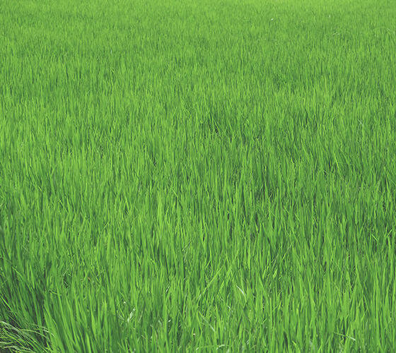 7月 出穂と開花