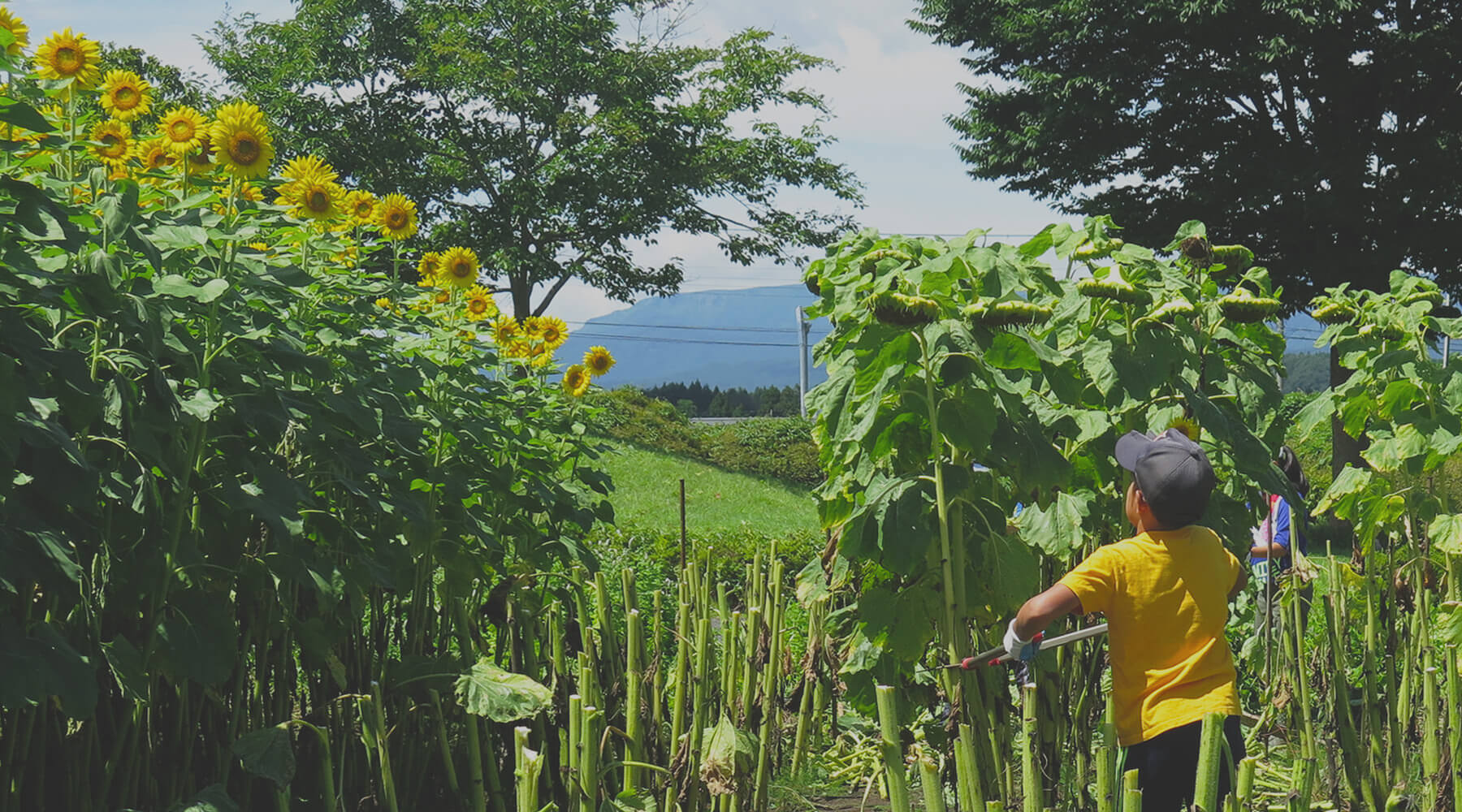ひまわりから抽出する希少なオイル