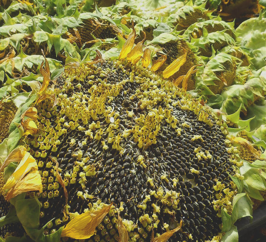 オーガニック玄米